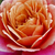 Roz - portocaliu - Trandafir pentru straturi Grandiflora - Floribunda - Distant Drums